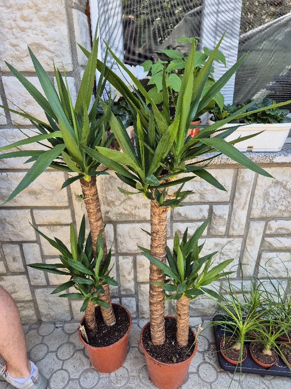 - Drvo života - Yucca Elephantipes - Slika 4