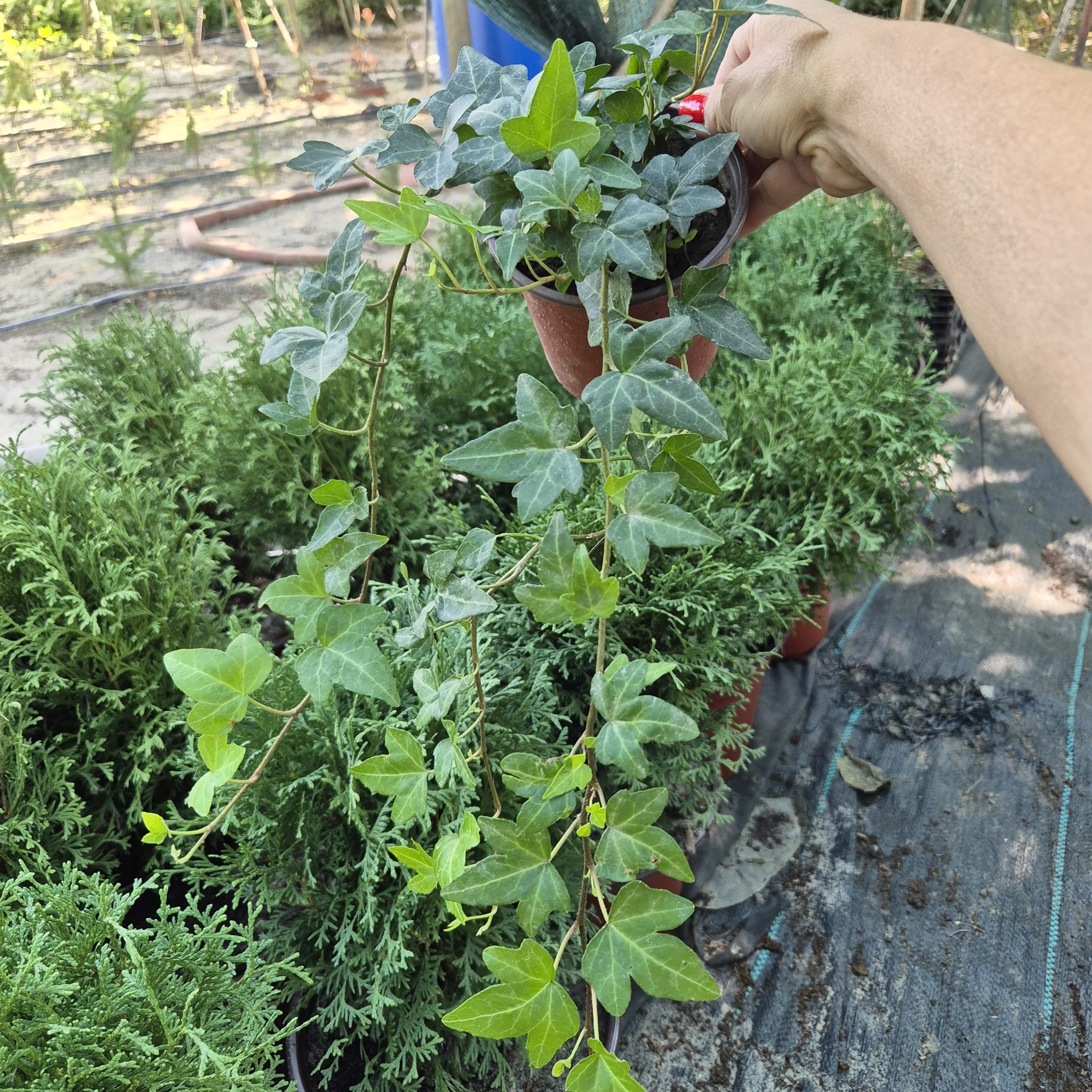 - Bršljen zelenolisni - Hedera helix - Slika 4