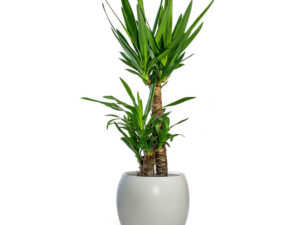 - Drvo života - Yucca Elephantipes