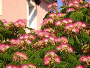 - Kineska mimoza - Albicia julibrissin