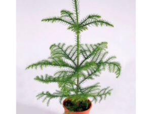 Sobna jela - Araucaria heterophylla