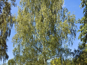 - Breza - Betula pendula