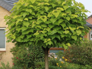 Kuglasta katalpa – Catalpa bignonioides “Nana”