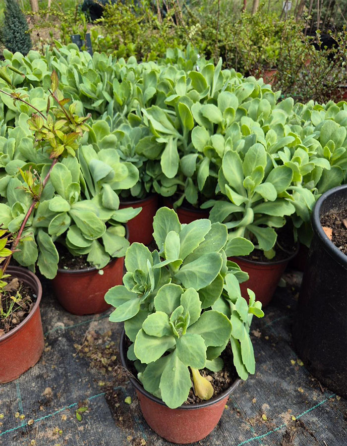 - Debela koka - Sedum spectabile - Slika 3