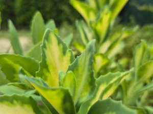 - Debela koka - Sedum spectabile