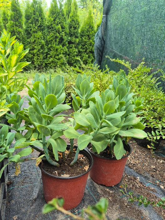 - Debela koka - Sedum spectabile - Slika 2