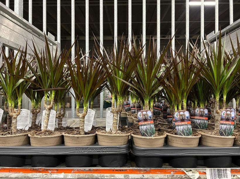 - Zmajevo drvo - Dracena marginata - Slika 3