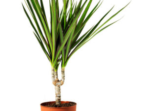 - Zmajevo drvo - Dracena marginata