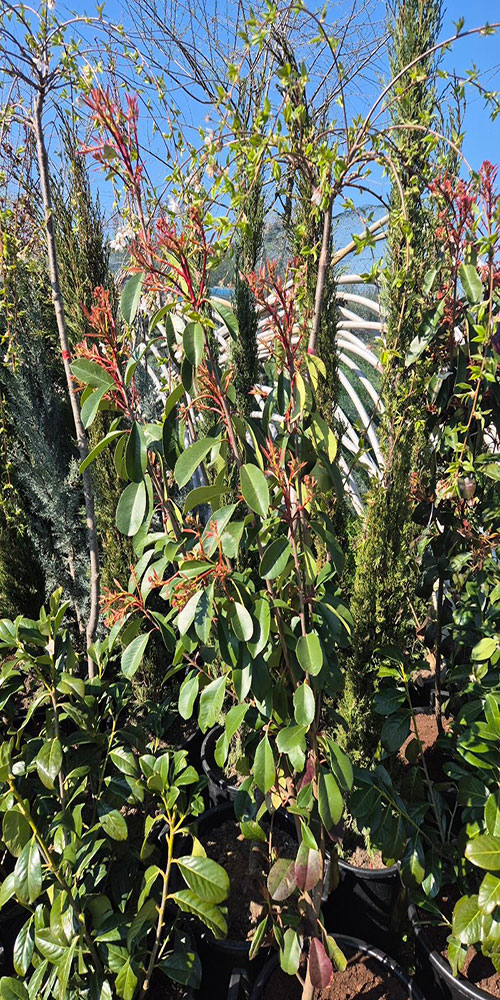 - Fotinija - Photinia Red Robin - Slika 4