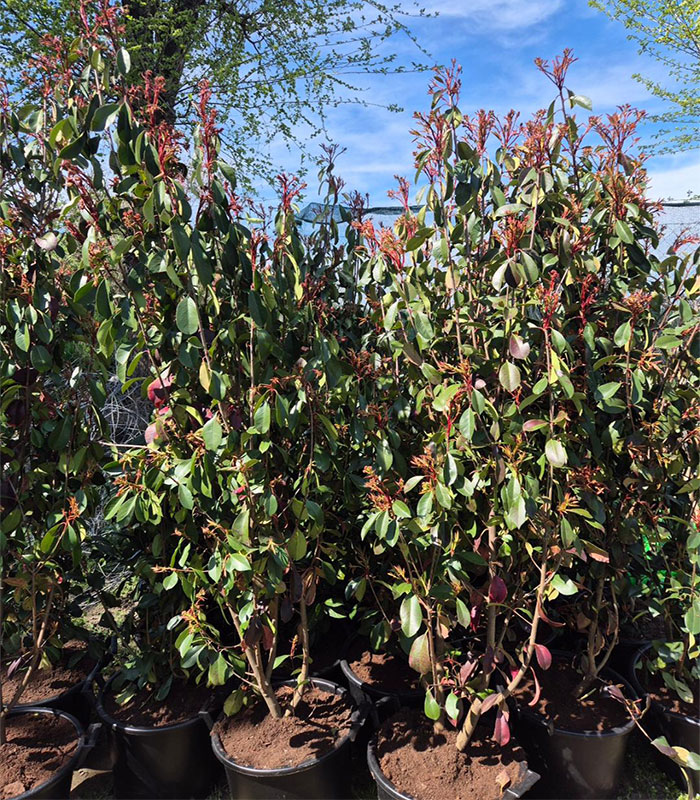 - Fotinija - Photinia Red Robin - Slika 5