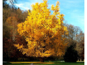 - Ginko - Ginkgo biloba