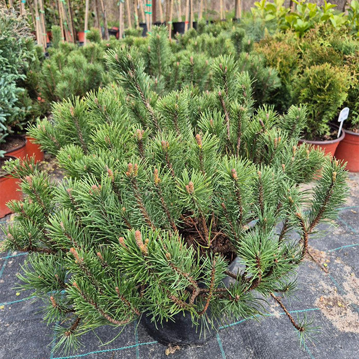 - Pinus Mugo 'Mops' - Slika 3