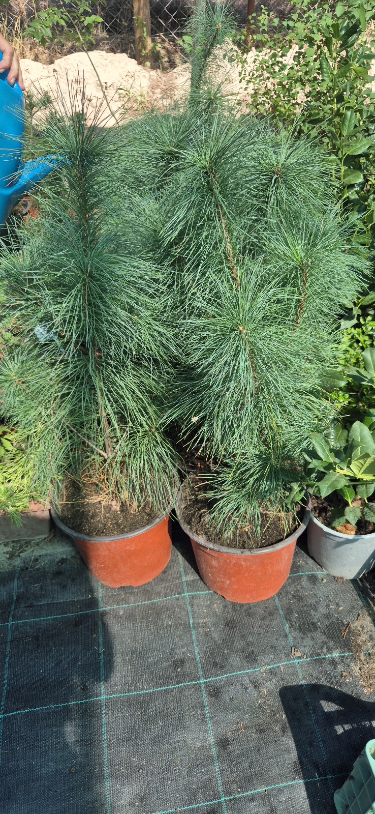 - Himalajski bor - Pinus wallichiana - Slika 2