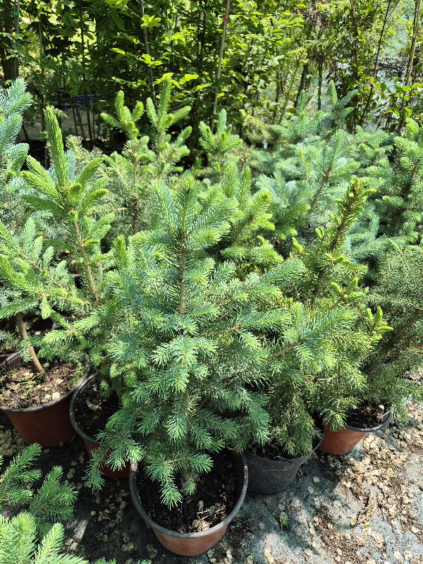 - Bodljiva smrča - Picea pungens - Slika 6