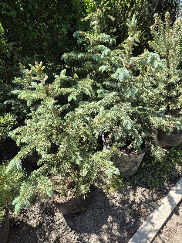 - Bodljiva smrča - Picea pungens - Slika 5