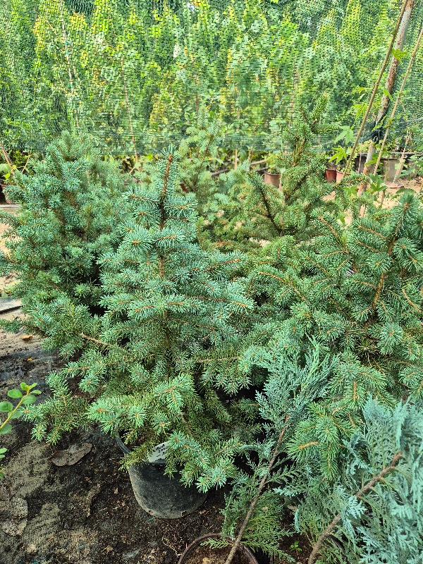 - Bodljiva smrča - Picea pungens - Slika 2