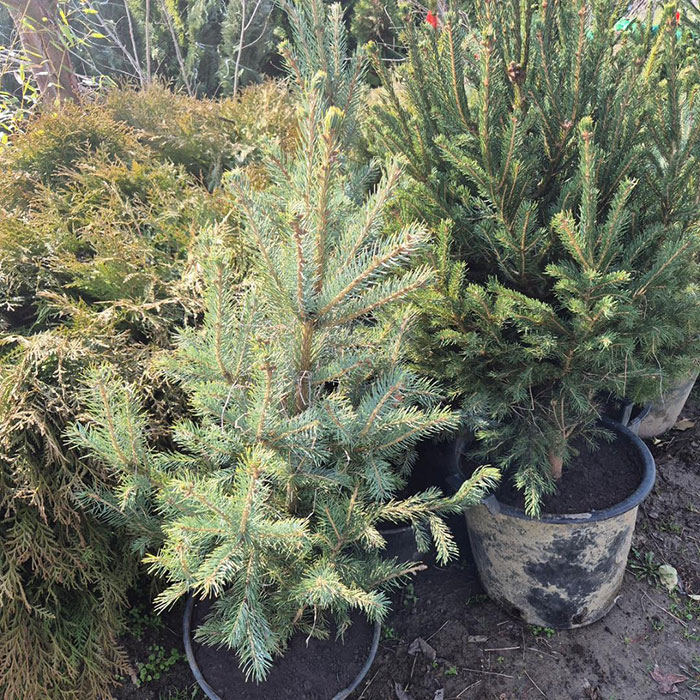 - Bodljiva smrča - Picea pungens - Slika 2