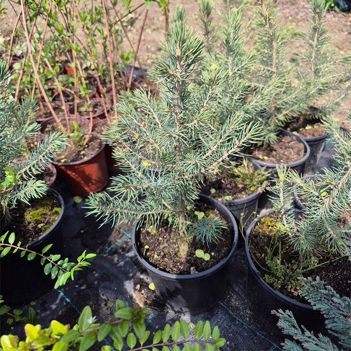 - Bodljiva smrča - Picea pungens - Slika 4