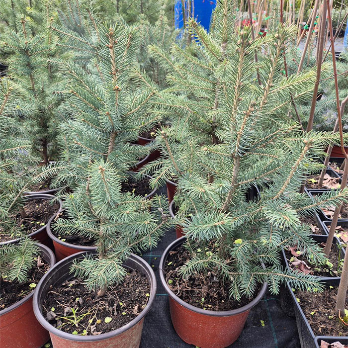 - Bodljiva smrča - Picea pungens - Slika 3