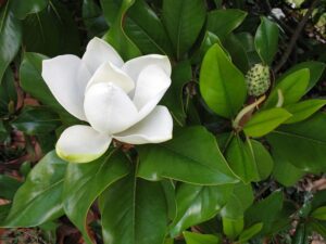 - Zimzelena bela magnolija