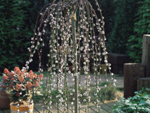 - Salix caprea 'Kilmarnock'