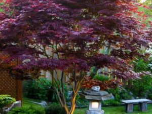 - Acer palmatum 'Bloodgood'