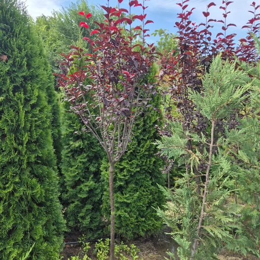 - Crvenolisna šljiva - Prunus 'Pissardii' - Slika 3