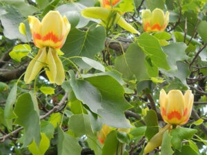 - Tulipanovac - Liriodendron tulipifera