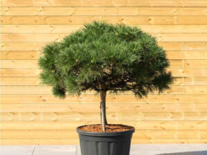 - Pinus nigra 'Brepo'
