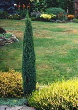 - Plava strela - Juniperus 'Blue arrow'