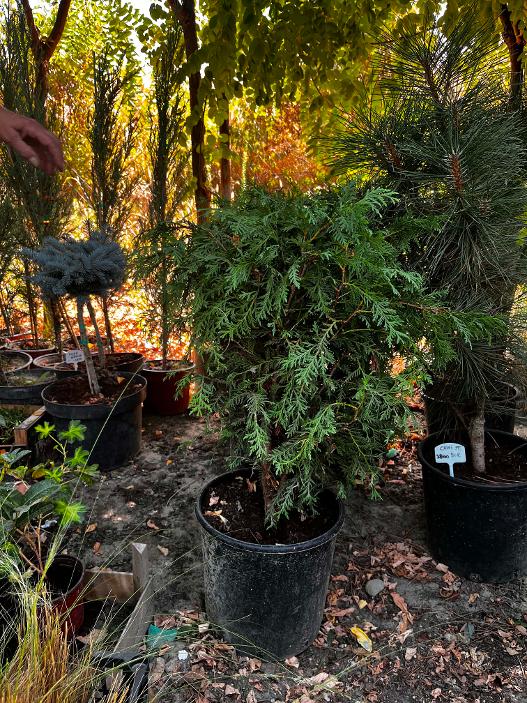 - Loptasta tuja - Thuja occidentalis 'Globosa' - Slika 2