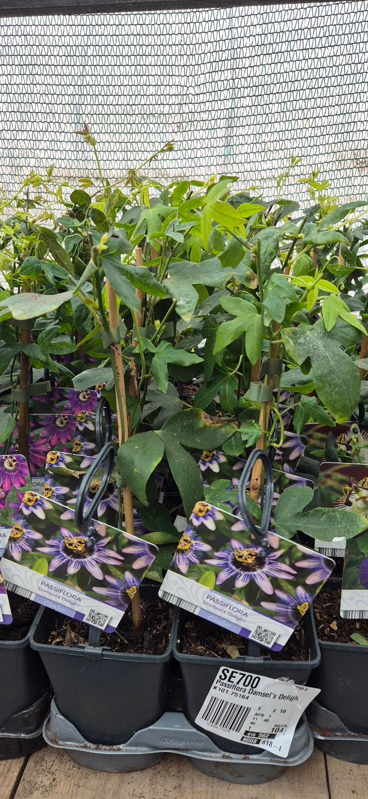 - Pasiflora careulea - Hristov venac - Slika 3