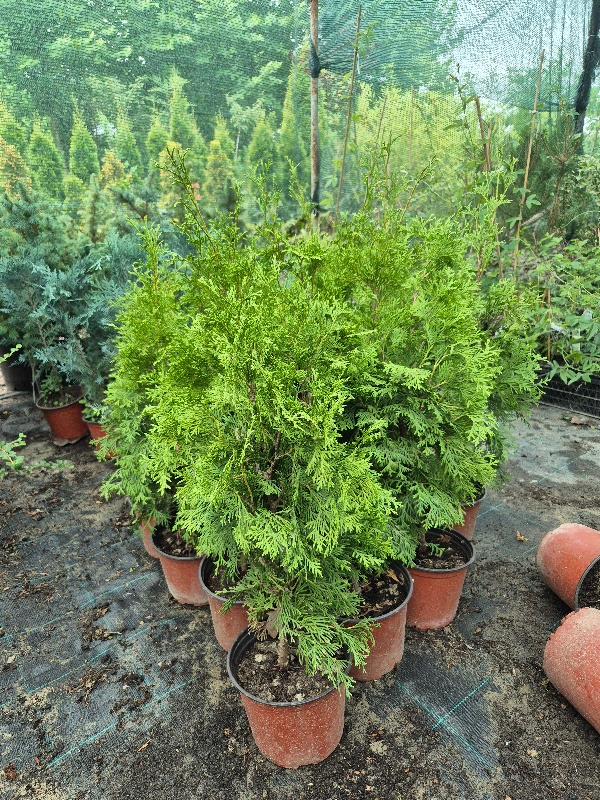 - Thuja occidentalis 'Golden Smaragd' - Slika 3