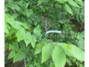 - Sibirski brest - Ulmus pumila