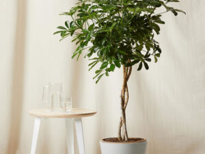 - Šeflera - Schefflera actinophylla