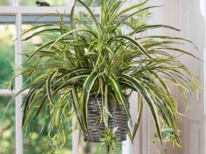 - Hlorofitum beli - Chrolophytum comosum