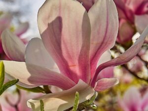 - Magnolija Soulangeana