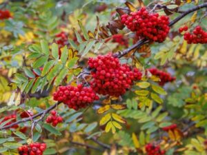 - Jerebika - Sorbus aucuparia