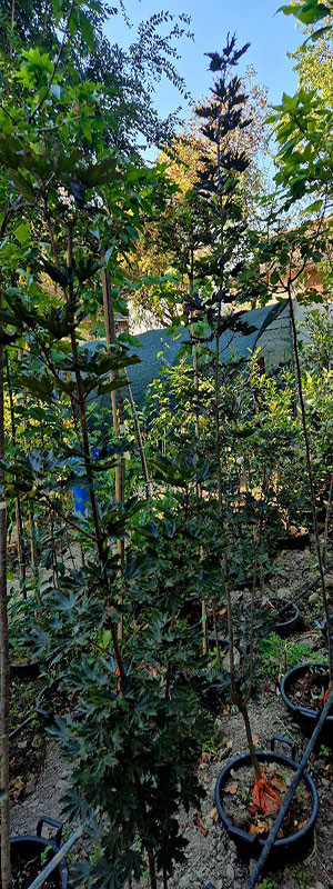 - Stubasti crvenolisni javor - Acer platanoides 'Crimson Sentry' - Slika 3