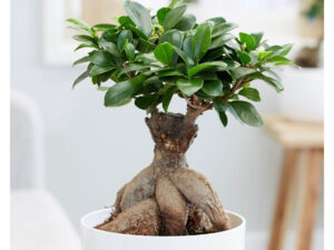 Bonsai
