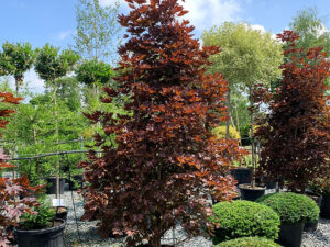 Acer 'Crimson Sentry'