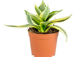 Indijansko pero - Sanseveria Hahnii