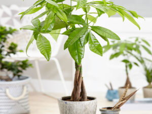 Pachira aquatica