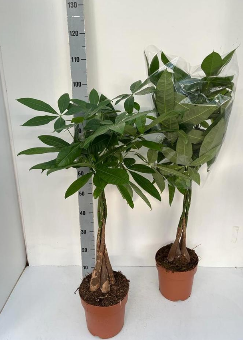 - Pachira aquatica - Slika 3