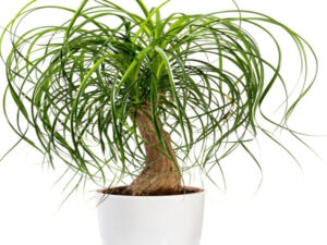 - Slonovo stopalo - Beaucarnea recurvata