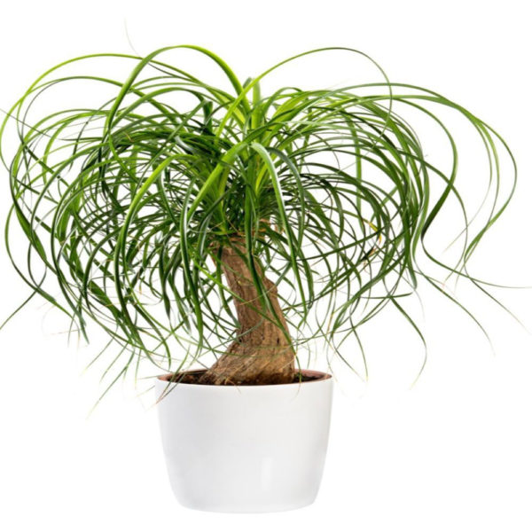 - Slonovo stopalo - Beaucarnea recurvata
