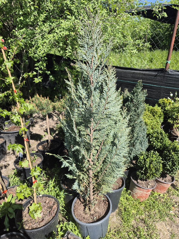 - Chamaecyparis lawsoniana 'Blue suprise' - Slika 3