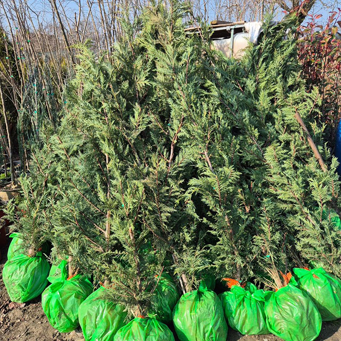 Lejlandski čempres - Cupressocyparis leylandii - Slika 3
