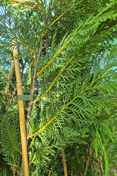 Lejlandski čempres - Cupressocyparis leylandii - Slika 5