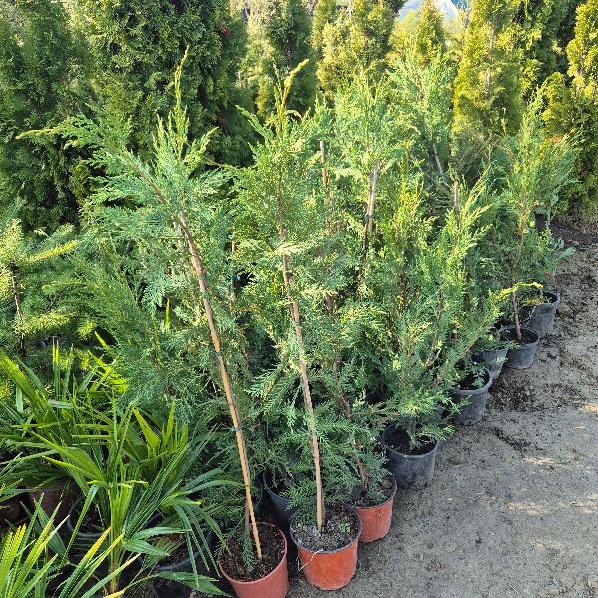 - Lejlandski čempres - Cupressocyparis leylandii - Slika 3